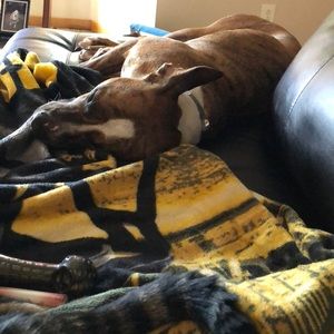 Meet your Posher, Shelly